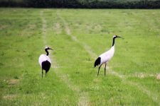 Hokkaido cycling tancho crane