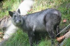 Kamoshika serow in Okukinu