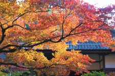 Kongorinji autumn color