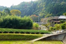 kyoto wazuka tea field