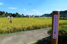 Tama River Tulip garden