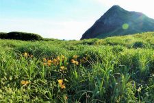 sado island wild lily